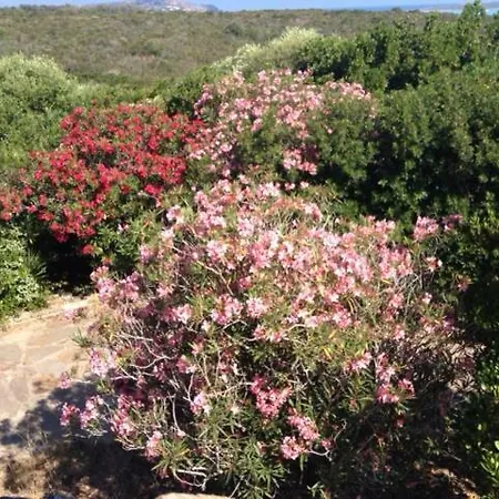 Villa Villaggio I Lentischi; Localita Cala Lupo - *